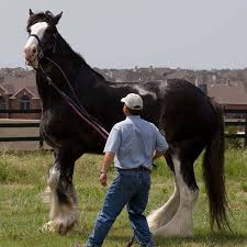 Clydes are measured like every other horse: Guinness World Records Classics Check Out Remington The Amazingly Tall Horse From Texas Guinness World Records