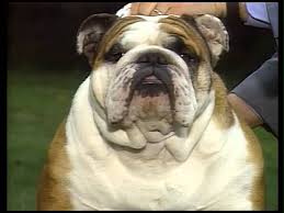 We strive to produce quality, healthy, and happy bulldogs that adhere to the akc breed standard. Bulldog Club Of Utah