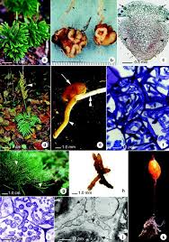 Image result for Exochaenium oliganthum