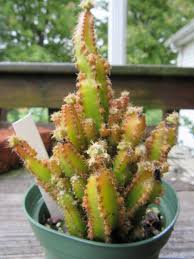 Image result for Cactaceae