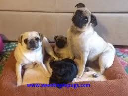 A home is not complete without a pug. Sweetie Pie Pug Puppies Happy Healthy Akc Pugs And Puppies Home