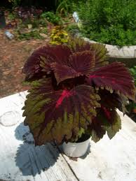 Image result for Coleus scutellarioides