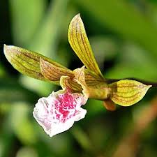 Image result for Eulophia sp. nov.
