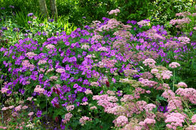 Image result for Pimpinella buchananii