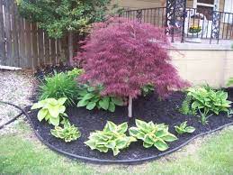 Japanese Maple Dwarfs Japanese Maple Tree Landscape Maple Tree Landscape Japanese Maple Garden