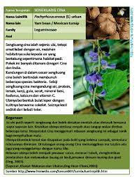 Sengkuang sebagai sayur, makanan berkhasiat. Sengkuang Cina Wannura