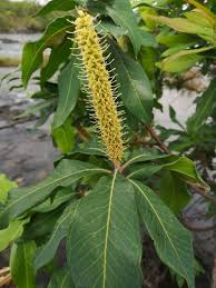 Image result for Faurea racemosa