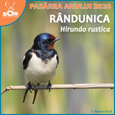 Pasarile rapitoare se hranesc cu alte pasari. PasÄƒrea Anului 2020
