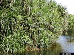 Image result for Pandanus sp. A