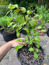 Image result for Commiphora