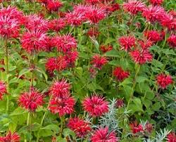 Monarda Gardenview Scarlet Bee Balm Bee Balm Bee Balm Plant Hummingbird Garden