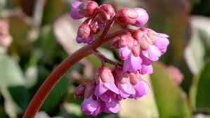Miss piggy bergenia cordifolia uspp 32,132, can pbraf. Bergenie Bergenia Hauenstein Ag
