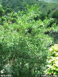 Image result for Cajanus cajan