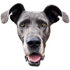 Maybe you would like to learn more about one of these? Contact Us Great Dane Friends Great Dane Rescue Nc Dog Rescue Nc