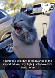 Try Not To Laugh Challenge Funny Cats And Dogs 30 Hilarious Cat Snapchats That Are Im Paw Sible Not To Laugh At New Pics Catlady Cute Baby Animals Funny Animals Funny Cat Fails