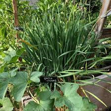 Start with a purchased plant, or start seeds indoors and set out at about the time of your last frost. How To Grow Garlic Chives 5 Tips For Growing Garlic Chives Growing In The Garden