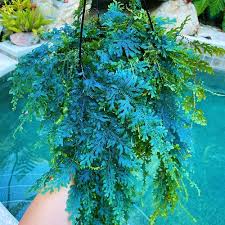 Image result for Selaginella eublepharis