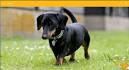 Mini Dachshund Puppies for Sale from Reputable Dog Breeders
