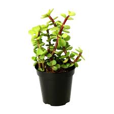 Jade plant flowers for sale. Buy Jade Succulent Plant Online At Lowest Price On Plantsguru Com