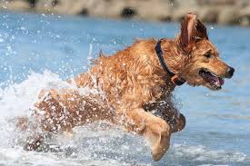 First, you need to find something that triggers your dog to bark. Pin On Dog Collar