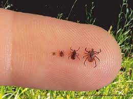 Action pest control provides a comprehensive range of home pest control services to homeowners in indiana, kentucky, and illinois. Ticks Knockdown Pest Control Professional Pest Control
