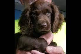 Creekboat Kennels Has Boykin Spaniel Puppies For Sale In Myrtle Beach Sc On Akc Puppyfinder Boykin Spaniel Puppies Spaniel Puppies For Sale Spaniel Puppies