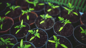 We did not find results for: 6 Sayuran Yang Mudah Ditanam Di Pot