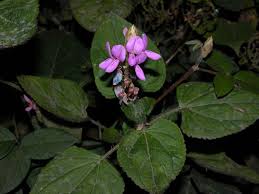 Image result for Desmodium uncinatum