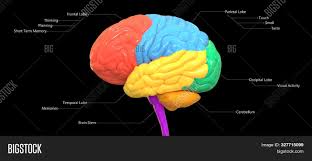 Human nervous system medical vector illustration diagram with parasympathetic and sympathetic nerves and all connected inner organs. 3d Illustration Image Photo Free Trial Bigstock