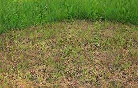 Cool season grasses begin growing in the spring and are happiest when temperatures are between. How Long For Grass Seed To Germinate The Surprising Truth