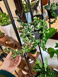 Comp variegata regalis (white leaf with a green margin) are both very slow growers. After Searching High And Low Finally Spotted A Variegated Hoya Carnosa Compacta At Home Depot Of All Places And For Hoya Plants Cool Plants Variegated Plants