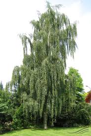 Weeping White Bark Birch Weeping Birch Beautiful Tree Garden Clearance