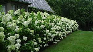 It gets part shade in the spring and dappled shade in the summer and seems to be ok. Obsession Panicle Hydrangea No Fuss Sun Loving Long Blooming What S Not To Love