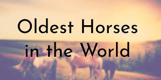 The modern horse was introduced to north america in 1519 by spanish conquistadors. 8 Oldest Horses In The World Oldest Org