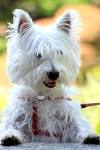 15 Small White Dog Breeds — Little White Dog Breeds