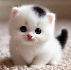 Say "Yes" if I am so cute ♥️