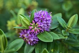 Image result for shrubby veronica hebe