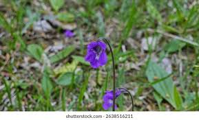 Image result for Lentibulariaceae