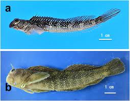 Gut microbiota analysis of Blenniidae fishes including an algae-eating fish  and clear boundary formation among isolated Vibrio strains | Scientific  Reports