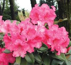 Rhododendron Very Berry 1 Flower Berry Plants Rhododendron Plants