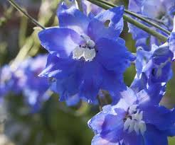 Find images of blue flowers. 7 Plants With True Blue Flowers The English Garden