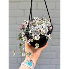 Image result for Aframomum wuerthii