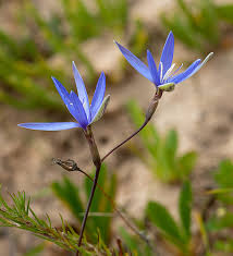 Image result for Hesperantha petitiana