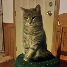 Once each cat is spayed or neutered, we focus on adopting the cat into a safe, loving and lasting home. Independent Cat Society Reviews And Ratings Westville In Donate Volunteer Review Greatnonprofits
