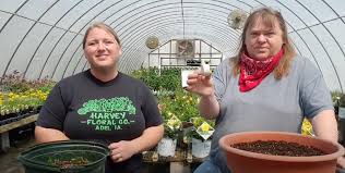 Amending the soil with mature so that it is fertile is great before planting vegetables. Tips For Sowing And Growing Carrots From Seed Harvey S Greenhouse