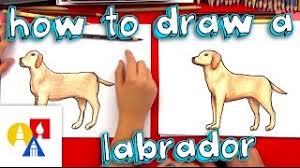 See more ideas about puppies, labrador retriever, labrador. How To Draw A Yellow Labrador Youtube