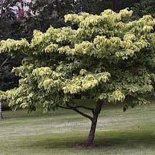 Keep in mind you need to chose the right tree or shrub for your hardiness zone. Trees For Small Yards This Old House