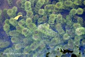 Image result for Limnophila indica