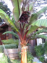 Image result for Ensete ventricosum