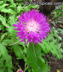 Image result for Centaurea praecox